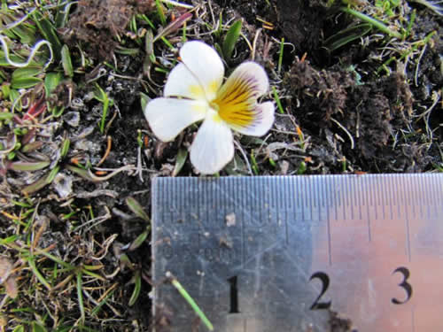 Flora 5
